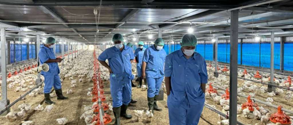 Melihat dari Dekat Fasilitas Peternakan Ayam Modern Penghasil Ayam&nbsp;Pribiotik